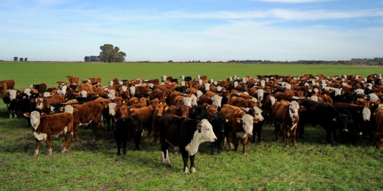 Los terneros y vaquillonas preñadas cierran el año en niveles impensados y la tendencia continuaría en 2022