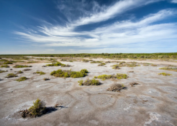 Hoy se festeja el “Día Mundial del Suelo” con una campaña orientada a detener los procesos de salinización