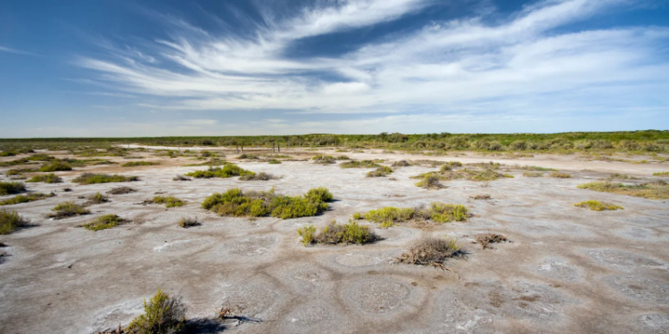 Hoy se festeja el “Día Mundial del Suelo” con una campaña orientada a detener los procesos de salinización