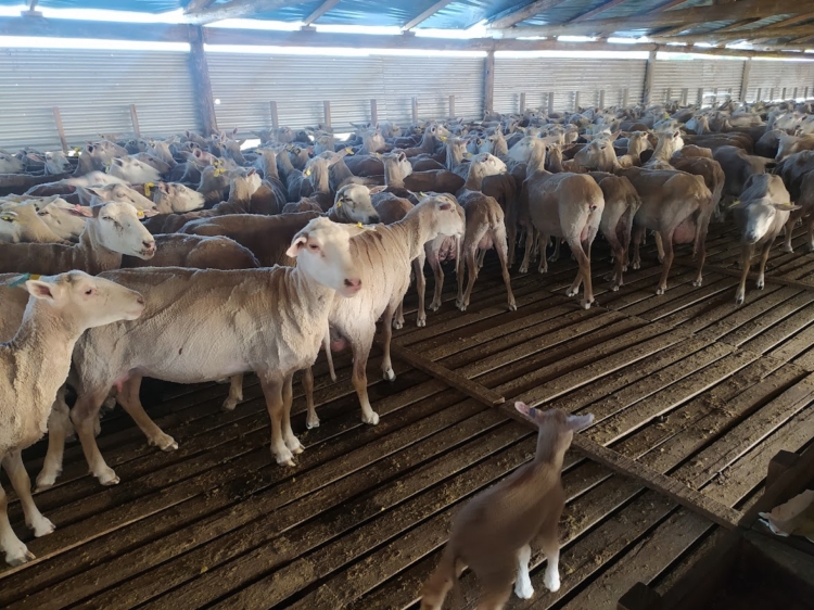 Inspirado en una vieja Infortambo, el agrónomo Germán Garganta decidió elaborar exquisitos quesos de oveja cerca de La Plata: Hasta les hizo una soja para pastoreo