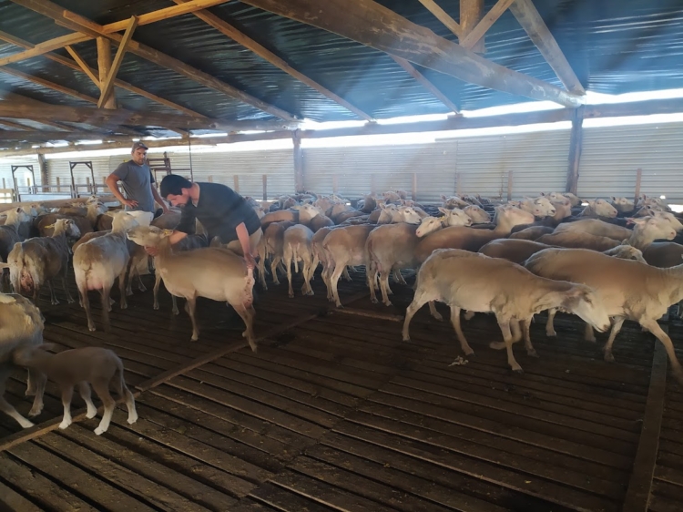 Inspirado en una vieja Infortambo, el agrónomo Germán Garganta decidió elaborar exquisitos quesos de oveja cerca de La Plata: Hasta les hizo una soja para pastoreo