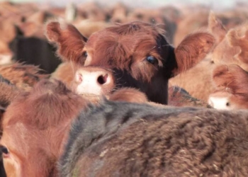 Mejor que el Bitcoin es el “Bitcalf”: El precio del ternero alcanzó un máximo histórico al convertirse en refugio de valor