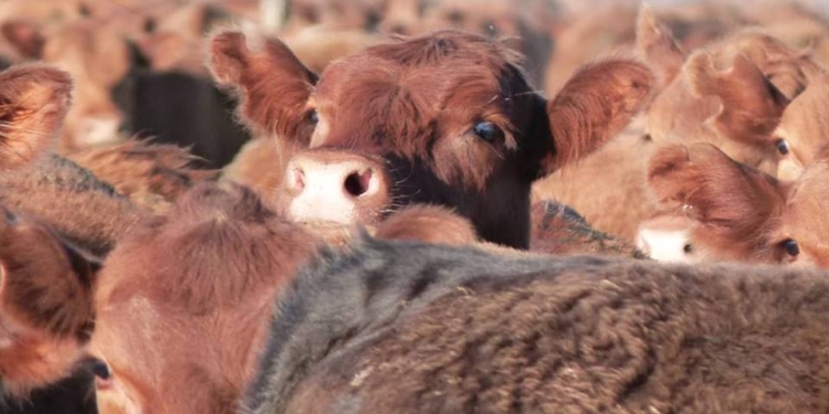 Mejor que el Bitcoin es el “Bitcalf”: El precio del ternero alcanzó un máximo histórico al convertirse en refugio de valor