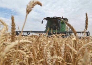 Y mientras tanto Argentina pone límites a sus exportaciones, Brasil logró cosechar casi 8 millones de toneladas de trigo