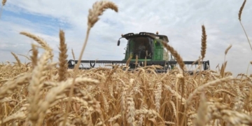 Y mientras tanto Argentina pone límites a sus exportaciones, Brasil logró cosechar casi 8 millones de toneladas de trigo