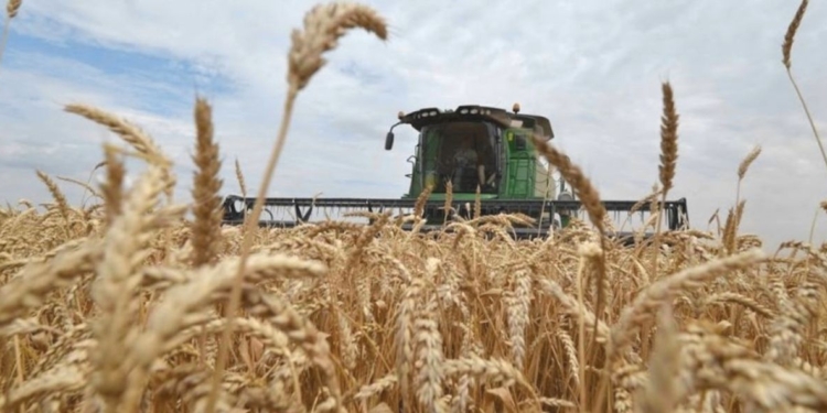 Y mientras tanto Argentina pone límites a sus exportaciones, Brasil logró cosechar casi 8 millones de toneladas de trigo