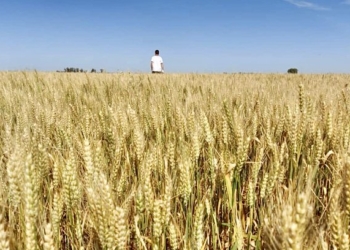 Ojo al piojo: Después de recorrer cientos de kilómetros por lotes sembrados con cereales, el Agrotour indicó que los rindes del sur no serían tan promisorios