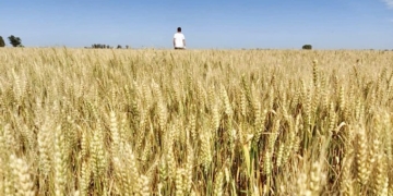 Ojo al piojo: Después de recorrer cientos de kilómetros por lotes sembrados con cereales, el Agrotour indicó que los rindes del sur no serían tan promisorios
