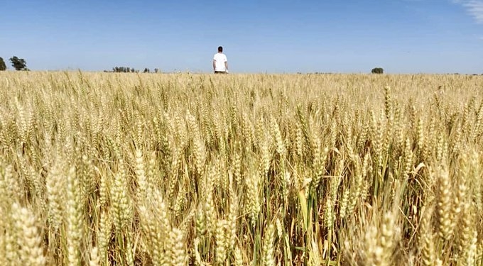 Ojo al piojo: Después de recorrer cientos de kilómetros por lotes sembrados con cereales, el Agrotour indicó que los rindes del sur no serían tan promisorios