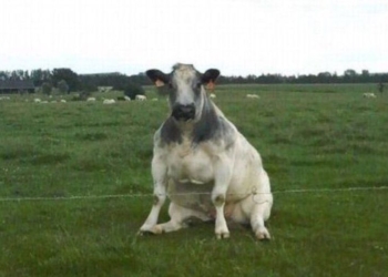 A esperar sentados: Dudas y reparos sobre el cepo a la carne luego de conocida una “minuta” que expone los planes del gobierno