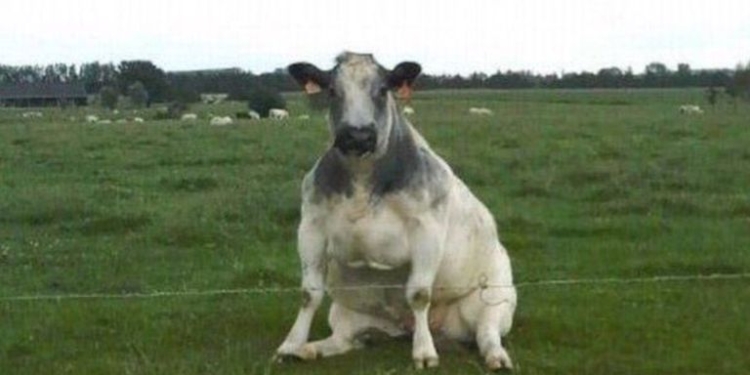 A esperar sentados: Dudas y reparos sobre el cepo a la carne luego de conocida una “minuta” que expone los planes del gobierno