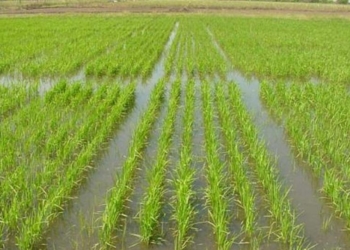 ¡Se pasa el arroz en Entre Ríos! No llega gasoil para los equipos de riego y el cultivo se cocina en medio de la sequía y los elevados calores