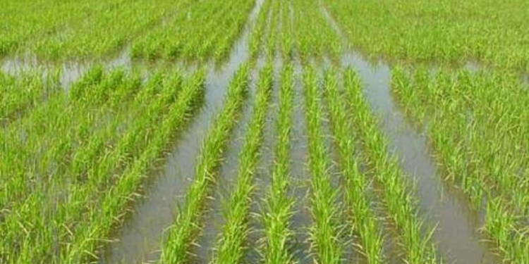 ¡Se pasa el arroz en Entre Ríos! No llega gasoil para los equipos de riego y el cultivo se cocina en medio de la sequía y los elevados calores