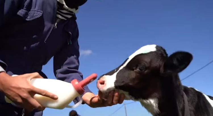 ¿Cómo se educa a los chicos en una escuela agrotécnica? En la Ramón Santamarina de Tandil trabajan en una decena de cadenas productivas para que los alumnos aprendan y puedan elegir