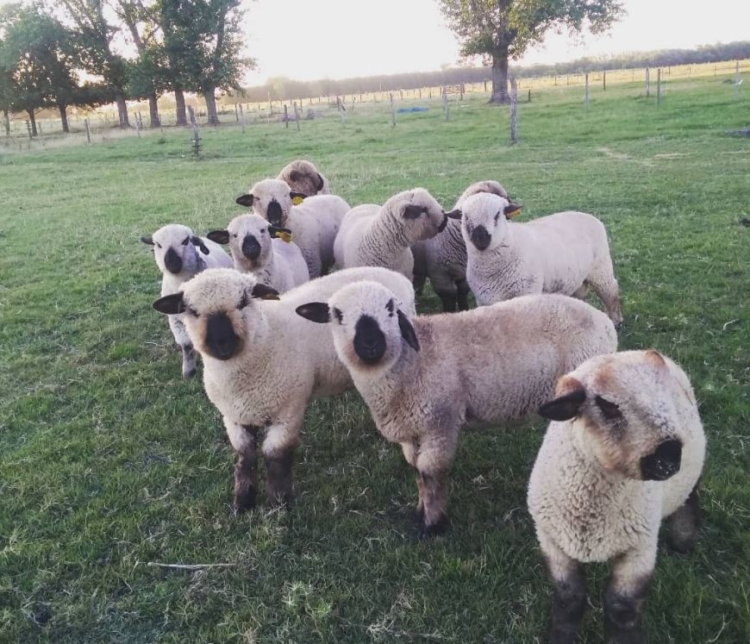 Como no existía un servicio logístico especializado, Guillermo Rasquetti adaptó su camioneta para transportar ovinos por todo el país: “Faltaba el traslado para pocos animales”