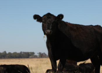 Un millón menos de cabezas faenadas con consumidores enamorados de la carne vacuna: La causa detrás de la suba de precios de la hacienda
