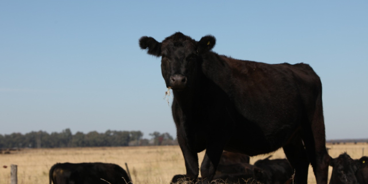 Un millón menos de cabezas faenadas con consumidores enamorados de la carne vacuna: La causa detrás de la suba de precios de la hacienda