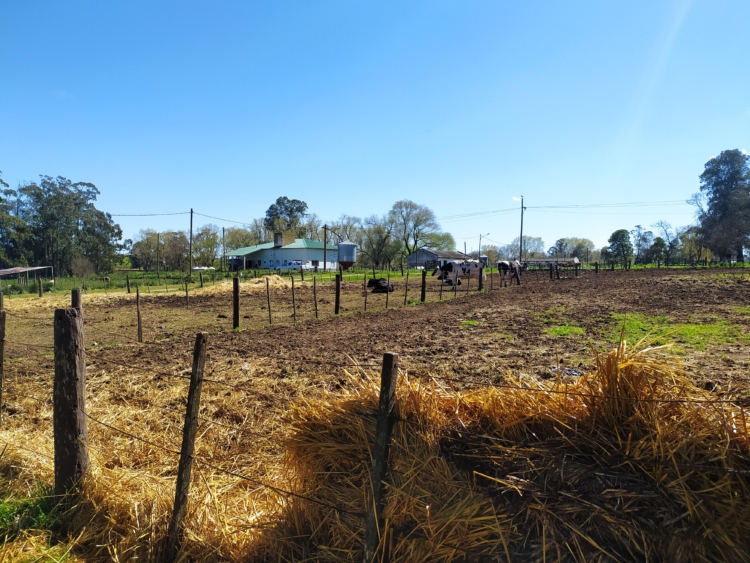 ¿Cómo se educa a los chicos en una escuela agrotécnica? En la Ramón Santamarina de Tandil trabajan en una decena de cadenas productivas para que los alumnos aprendan y puedan elegir
