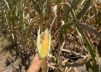 No gasten a cuenta: La Niña ya liquidó buena parte de la cosecha sudamericana de maíz temprano y soja de primera