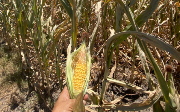 No gasten a cuenta: La Niña ya liquidó buena parte de la cosecha sudamericana de maíz temprano y soja de primera
