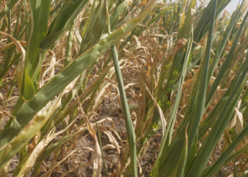 Desastre: El Servicio Meteorológico Nacional proyecta que seguirán escaseando las lluvias en la región del Litoral