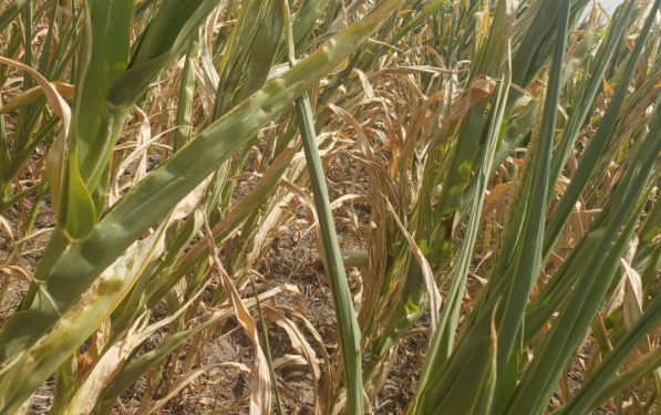 Desastre: El Servicio Meteorológico Nacional proyecta que seguirán escaseando las lluvias en la región del Litoral
