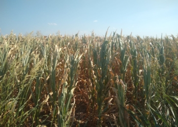 El año comenzó con lluvias oportunas, pero para algunas zonas ya es tarde