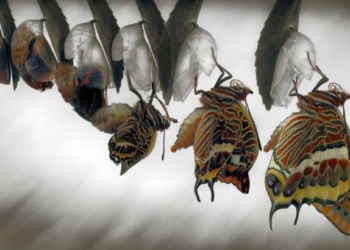 La Metamorfosis según Lestani: De criticar fuerte el cierre de las exportaciones de carne a ser parte de un “acuerdo” con Julián Domínguez para regular el comercio hasta 2024