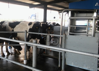 ¿Quién lo hubiera dicho? La lechería argentina ya cuenta con 160 robots ordeñadores