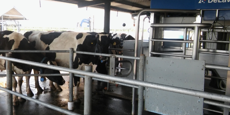 ¿Quién lo hubiera dicho? La lechería argentina ya cuenta con 160 robots ordeñadores