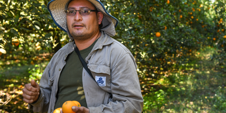 Datos oficiales: Fracasó el programa para incrementar la disponibilidad de trabajadores temporarios en el campo