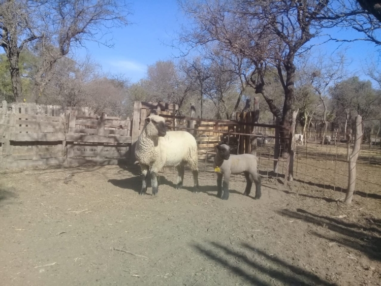 El cabañero Marcelo Treachi protagoniza una revolución ganadera que incluye muchos cambios: De las vacas a la ovejas,  de la Holando a la Dorper, de Buenos Aires a Santiago