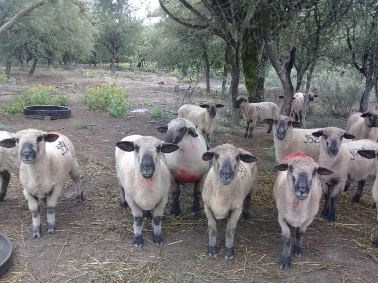 El cabañero Marcelo Treachi protagoniza una revolución ganadera que incluye muchos cambios: De las vacas a la ovejas,  de la Holando a la Dorper, de Buenos Aires a Santiago