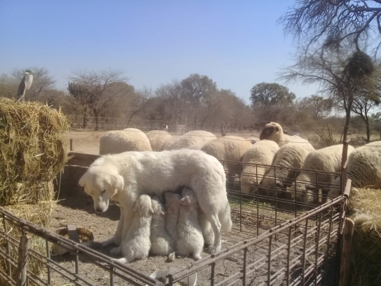 El cabañero Marcelo Treachi protagoniza una revolución ganadera que incluye muchos cambios: De las vacas a la ovejas,  de la Holando a la Dorper, de Buenos Aires a Santiago