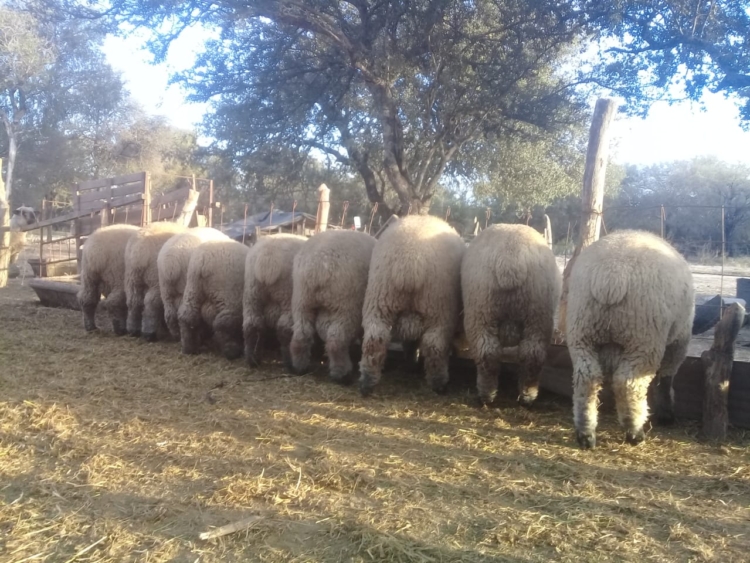 El cabañero Marcelo Treachi protagoniza una revolución ganadera que incluye muchos cambios: De las vacas a la ovejas,  de la Holando a la Dorper, de Buenos Aires a Santiago