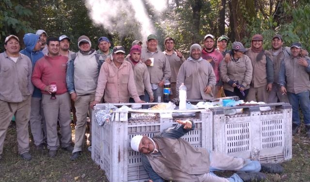 Radiografía de un cosechero: ¿Cómo trabajan quienes se dedican todo el año, todos los años, a recolectar la fruta?