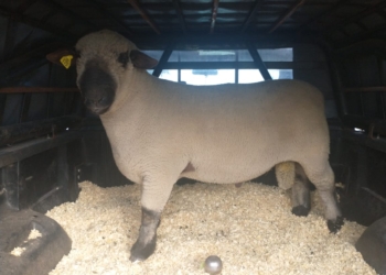 Como no existía un servicio logístico especializado, Guillermo Rasquetti adaptó su camioneta para transportar ovinos por todo el país: “Faltaba el traslado para pocos animales”