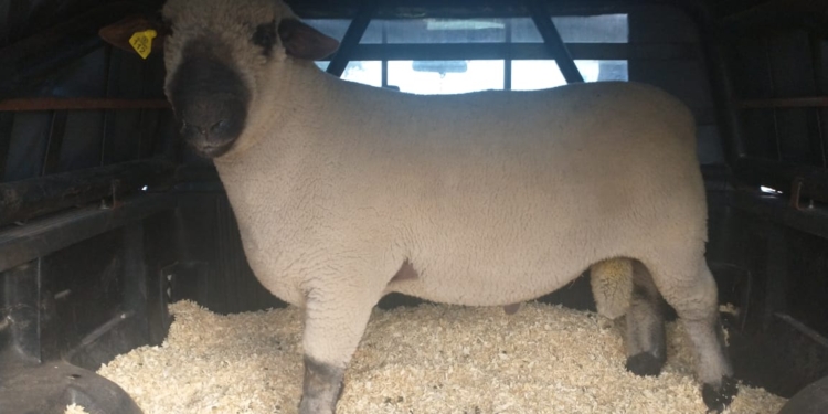 Como no existía un servicio logístico especializado, Guillermo Rasquetti adaptó su camioneta para transportar ovinos por todo el país: “Faltaba el traslado para pocos animales”