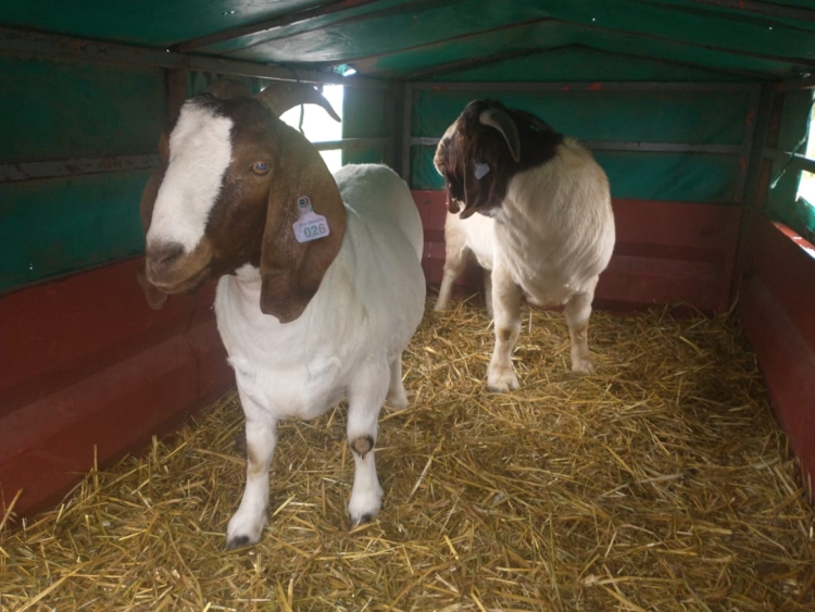 Como no existía un servicio logístico especializado, Guillermo Rasquetti adaptó su camioneta para transportar ovinos por todo el país: “Faltaba el traslado para pocos animales”