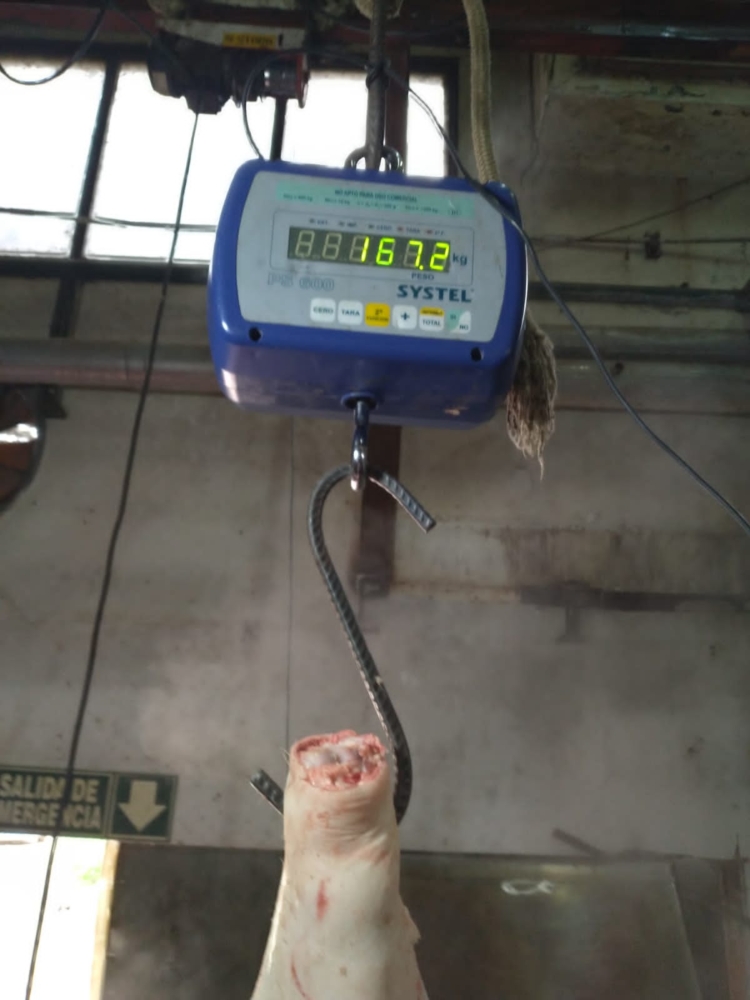 “Tengo mi cierta rebeldía gaucha”, dice “El Canario” Macullia, que se las arregla para vivir como le gusta: Elaborando salames y chorizos, mientras toca la guitarra entre amigos de Campana