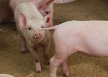 La producción de cerdos siguió creciendo en 2021, a pesar de que el propio sector se muerde la cola y duplicó sin sentido sus importaciones