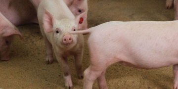 La producción de cerdos siguió creciendo en 2021, a pesar de que el propio sector se muerde la cola y duplicó sin sentido sus importaciones