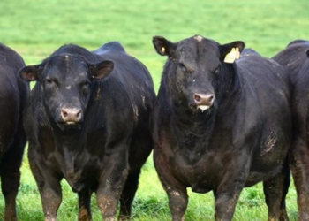 Mamá, mamá… ¿Por qué casi todas las vacas están pintadas de negro? Don Carlos Guerrero, de la cabaña más antigua del mundo, nos lo explica