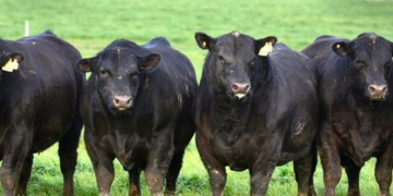Mamá, mamá… ¿Por qué casi todas las vacas están pintadas de negro? Don Carlos Guerrero, de la cabaña más antigua del mundo, nos lo explica
