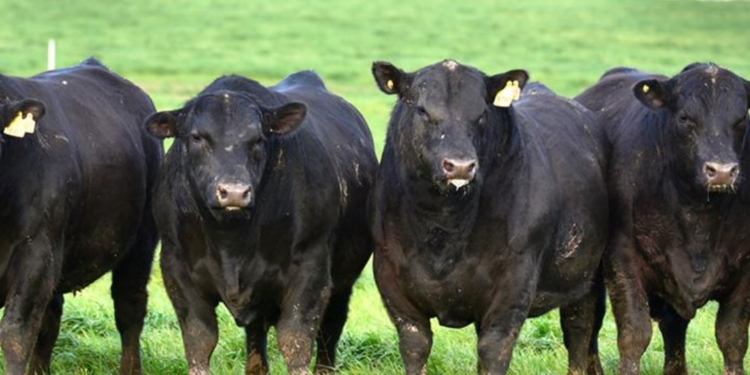 Mamá, mamá… ¿Por qué casi todas las vacas están pintadas de negro? Don Carlos Guerrero, de la cabaña más antigua del mundo, nos lo explica