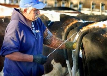 Debido a la presión de la Unión Europea, la Argentina analiza prohibir el estradiol en el proceso de inseminación artificial