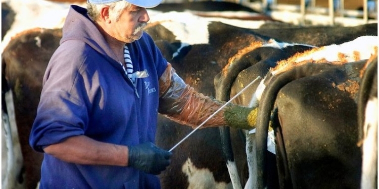 Debido a la presión de la Unión Europea, la Argentina analiza prohibir el estradiol en el proceso de inseminación artificial