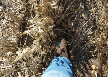 La sequía ya hizo destrozos en Paraguay: Se espera una fuerte reducción de la cosecha de soja