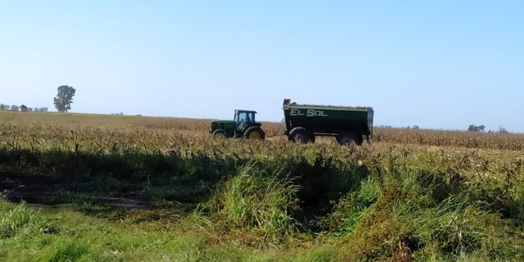 Con 100 mil pesos de compensaciones podrían haberse comprado 366 litros de glifosato. Pero se pagaron recién ahora, que solo alcanzan para 85 litros