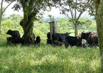 Lo primero en no dormirse: ¿Qué se puede hacer para asegurar el bienestar de los animales durante las olas de calor extremo?
